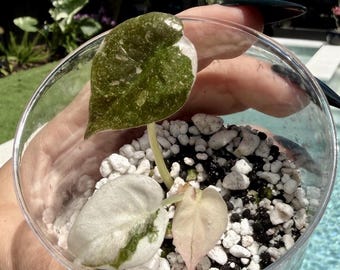 Cachorro de Alocasia variegada rosa Cuprea, una especie rara.