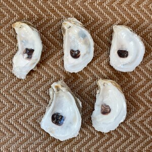 サウスカロライナ産の天然牡蠣殻リング皿バーカート装飾