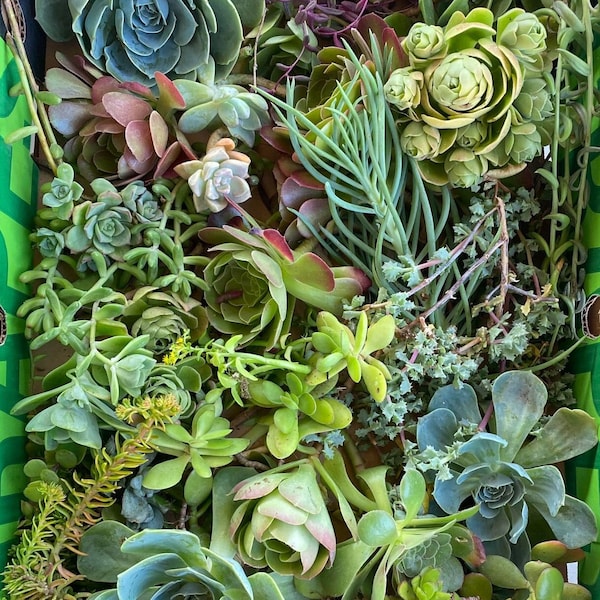 25 Succulent Cuttings succulent clippings succulent plants colorful succulent cuttings bulk succulents wholesale succulent plants