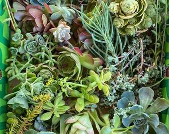 25 Succulent Cuttings succulent clippings succulent plants colorful succulent cuttings bulk succulents wholesale succulent plants