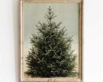 ヴィンテージクリスマスツリーの絵、印刷可能な壁アート、モミの木のスケッチ、松の木のポスター、常緑の壁アート、ホリデーアートプリントのクリスマスデコレーション