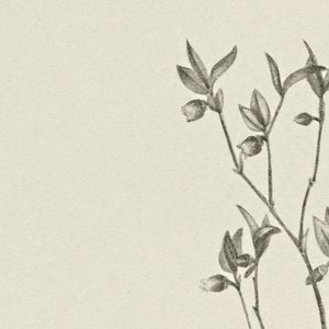 May include: A black and white pencil drawing of a delicate branch with small leaves and buds. The drawing is on a textured, off-white background.