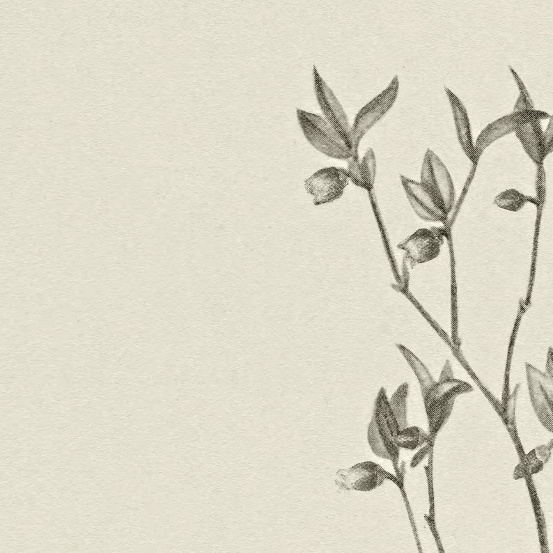 May include: A black and white pencil drawing of a delicate branch with small leaves and buds. The drawing is on a textured, off-white background.