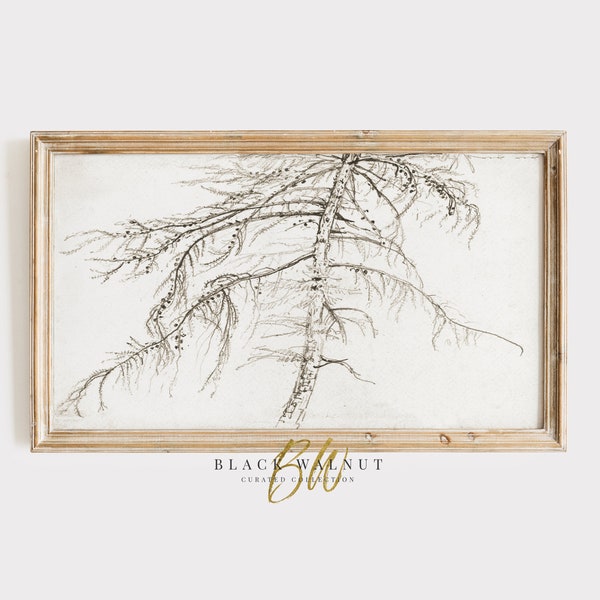 Tree Pencil Drawing TV Art, Vintage Tree Sketch for Samsung Frame TV, Abstract Larch Tree Antique Drawing Digital Download Neutral Aesthetic