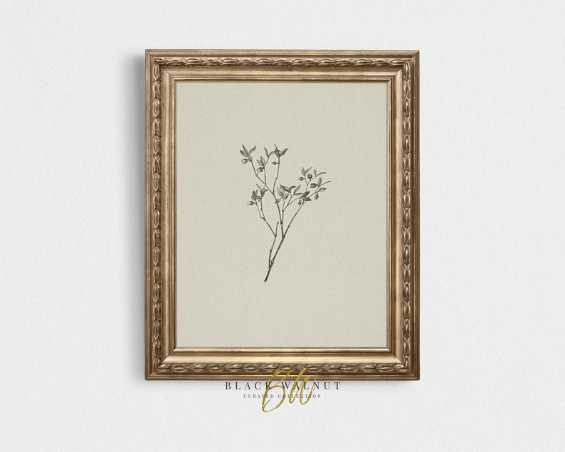 May include: A black and white botanical illustration of a small branch with leaves and berries. The illustration is framed in a gold frame with a black and white label that reads "BLACK WALNUT CURATED COLLECTION".