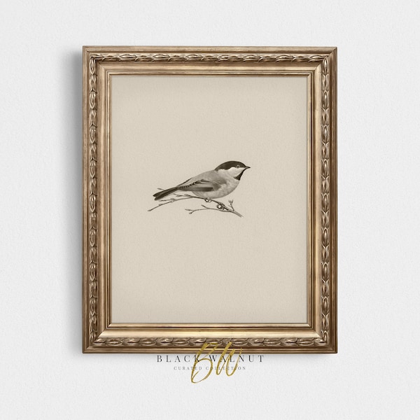 Vintage Bird Sketch Printable Art, French County Farmhouse, Antique Bird Drawing, Minimal Vintage Neutral Tones, Printable Wall Art Prints