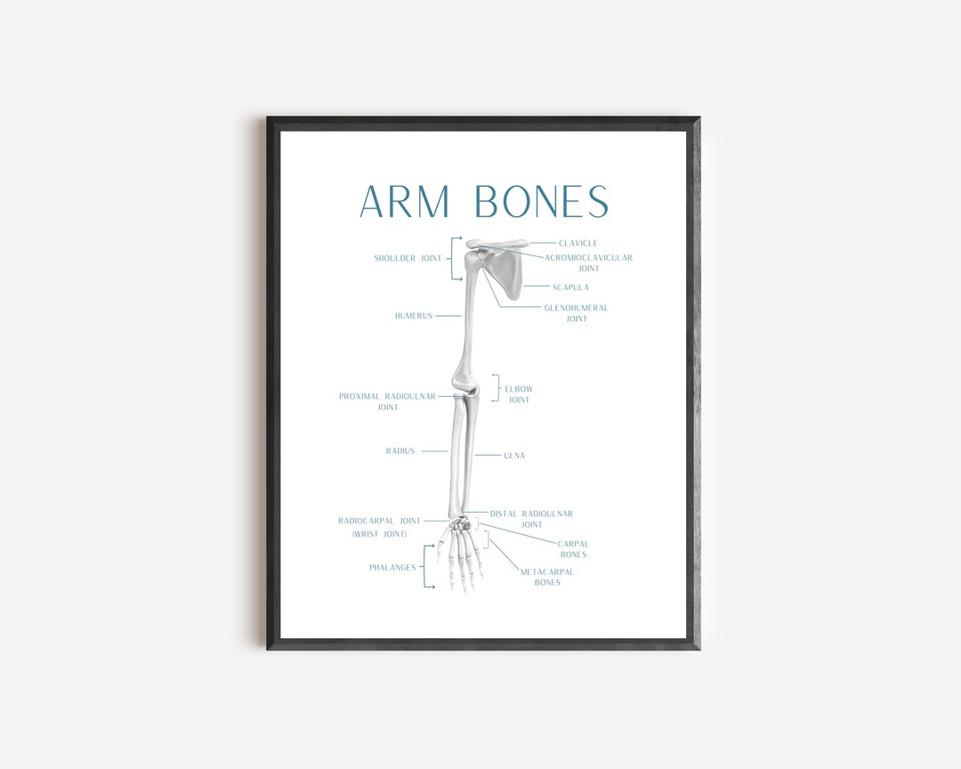Anatomy Arm Poster Printable Orthopedic Office Art - Etsy
