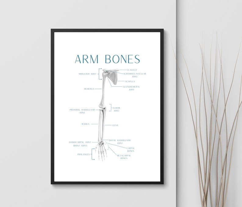 Anatomy Arm Poster Printable Orthopedic Office Art - Etsy