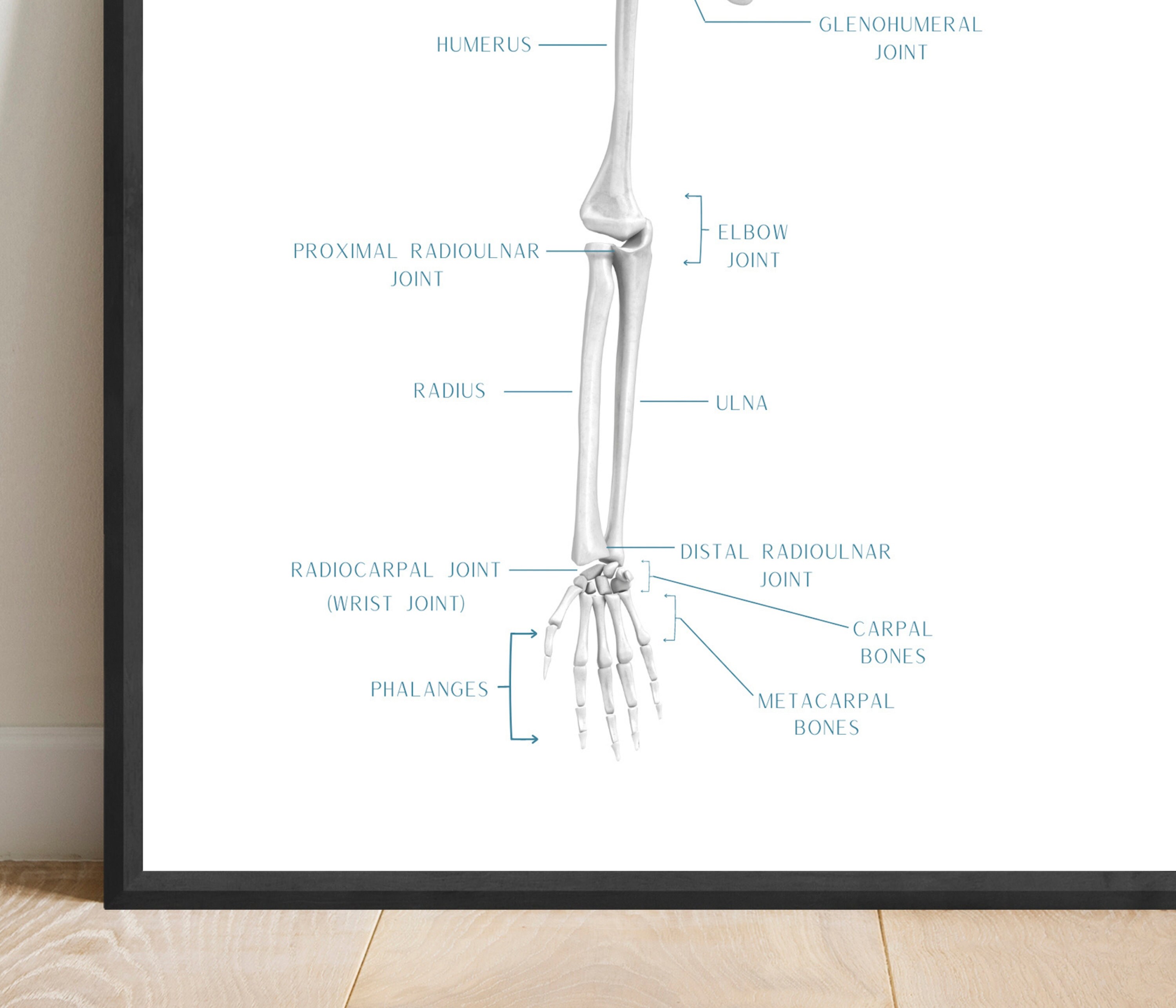 Anatomy Arm Poster Printable Orthopedic Office Art - Etsy