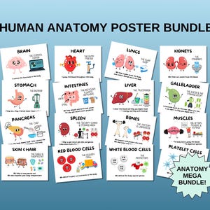 May include: A collection of educational posters against a light blue backdrop. The posters display vibrant illustrations of human anatomy, such as the brain, heart, lungs, kidneys, and other organs. Text on the posters explains the function of each organ. The text "HUMAN ANATOMY POSTER BUNDLE" is at the top.