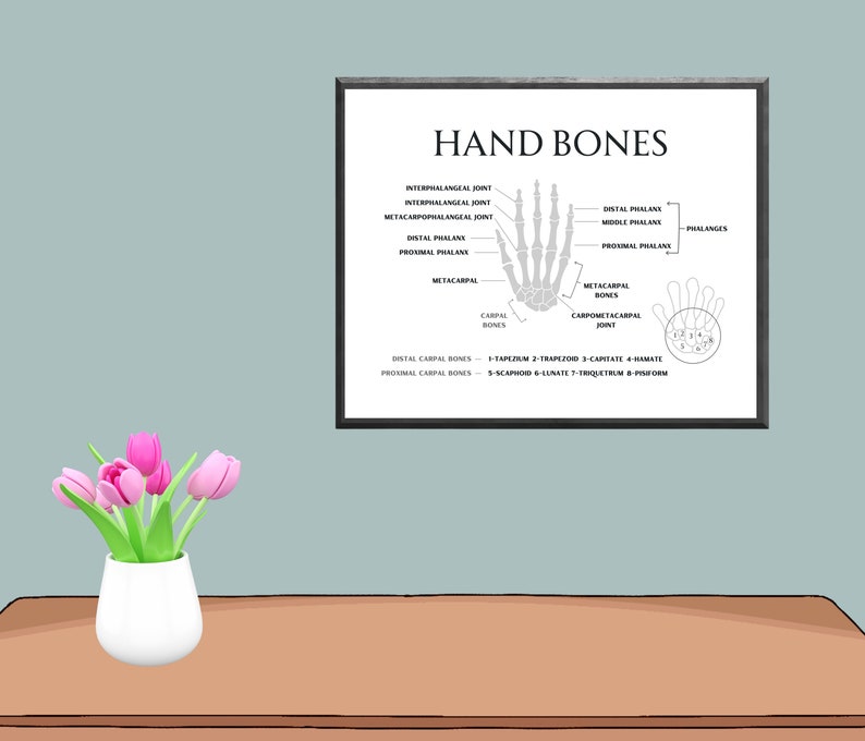 Hand Bone Anatomy Poster Printable, Health Office Art Anatomy Print ...