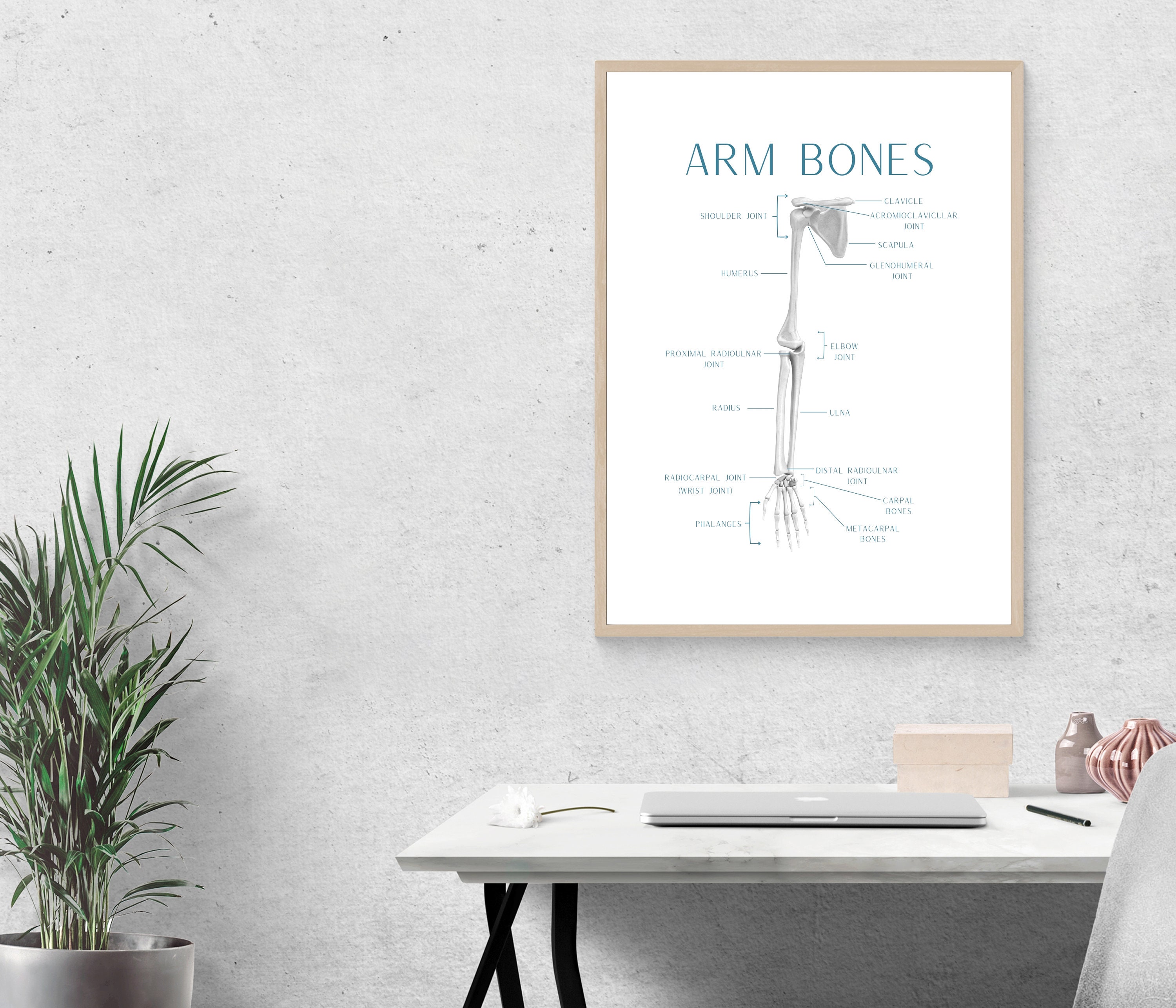 Anatomy Arm Poster Printable Orthopedic Office Art - Etsy