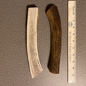 Bois de wapiti fendu XL à mâcher pour chien
