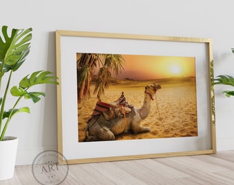 May include: A camel sits in a desert landscape with a sunset in the background. The camel is wearing a saddle and has a rope tied around its neck.