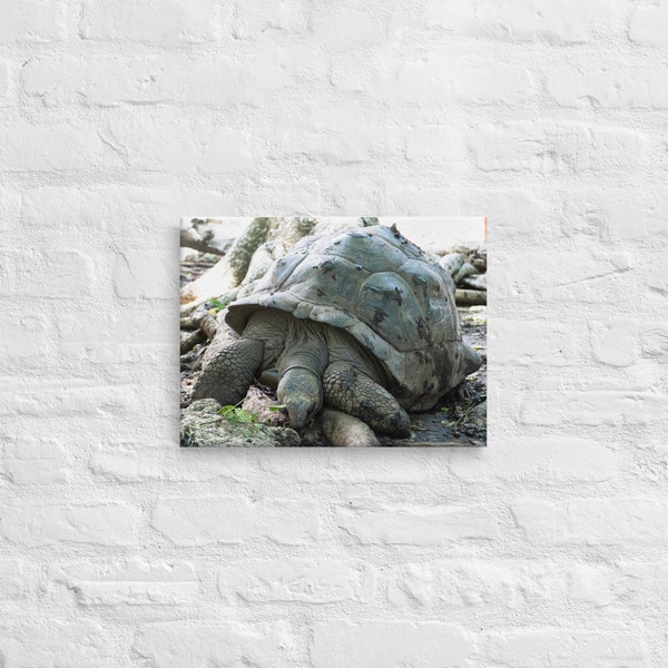 Leinwand Riesenschildkröte Aldabra Afrika