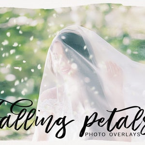 ピンクと白の花びら PNG Photoshop オーバーレイ