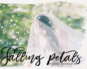 Pink and White Petals PNG photoshop overlays