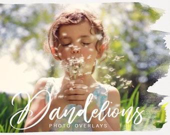 Dandelion PNG photoshop overlays