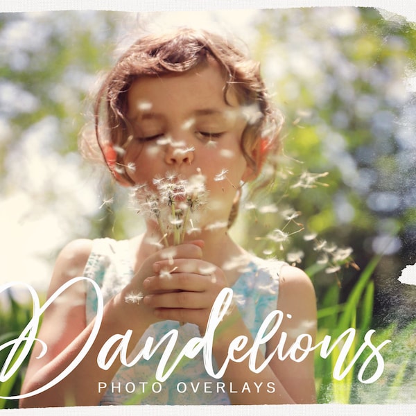 Dandelion PNG photoshop overlays
