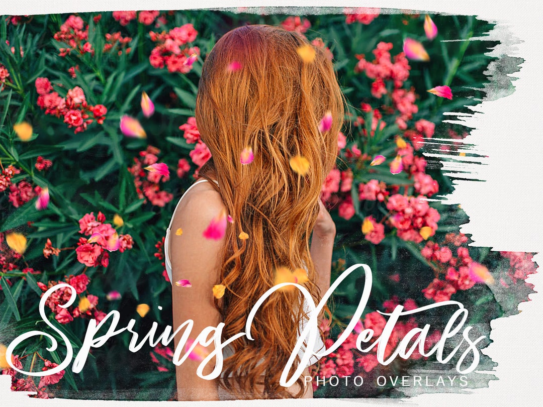 Falling Spring Petals PNG Photoshop Overlays - Etsy