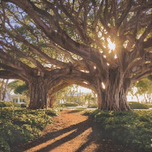May include: A path leads through a grove of trees with sunlight shining through the branches. The trees have thick trunks and many branches, creating a canopy overhead. The path is lined with green grass and bushes.
