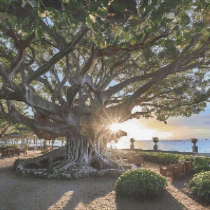 May include: A large, mature tree with a sprawling canopy dominates the scene, its branches reaching out. The sun shines through the leaves, creating a bright, warm glow. The tree's trunk is thick and textured, with a stone wall and a view of the ocean in the background.