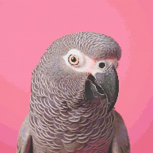 African Grey Parrot on Pink Background 1 Cross-Stitch Pattern Digital Download