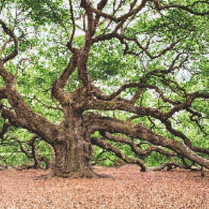 May include: A large, mature tree with a wide trunk and sprawling branches. The tree's leaves are a vibrant green, contrasting with the brown bark. The ground is covered in fallen leaves, creating a natural, earthy scene.