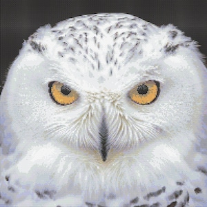 Schneeeule Gesicht 2 Kreuzstich Muster Digital Download
