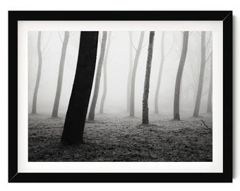 Trees in Mist Fine Art Photography Print: Italy Landscape, Black and White Framed Artwork