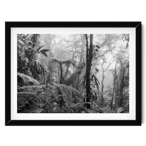 Forest Black and White Print, Monteverde Cloud Forest Costa Rica Framed Artwork, Fine Art Nature Photography