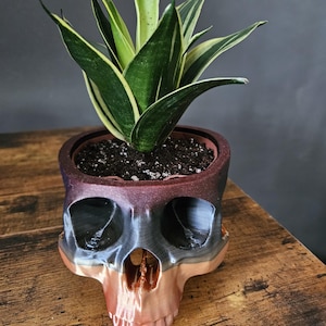 May include: A green and yellow snake plant in a skull-shaped planter with a black, gray, and copper finish.