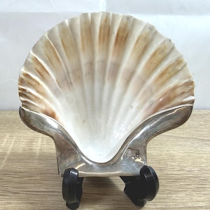 May include: A large, natural scallop shell with a cream and brown color scheme, mounted on a silver-toned metal stand with black supports. The shell's surface has a ribbed texture.
