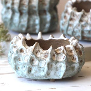Ceramiczna doniczka z jeżowcem do kaktusów i sukulentów. Ceramika artystyczna autorstwa Swietłany Sołowajej.