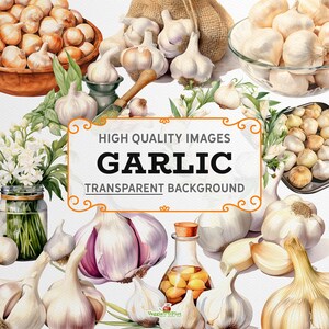 Watercolor Garlic Clipart: PNG Graphics, Transparent Background (Digital Download)