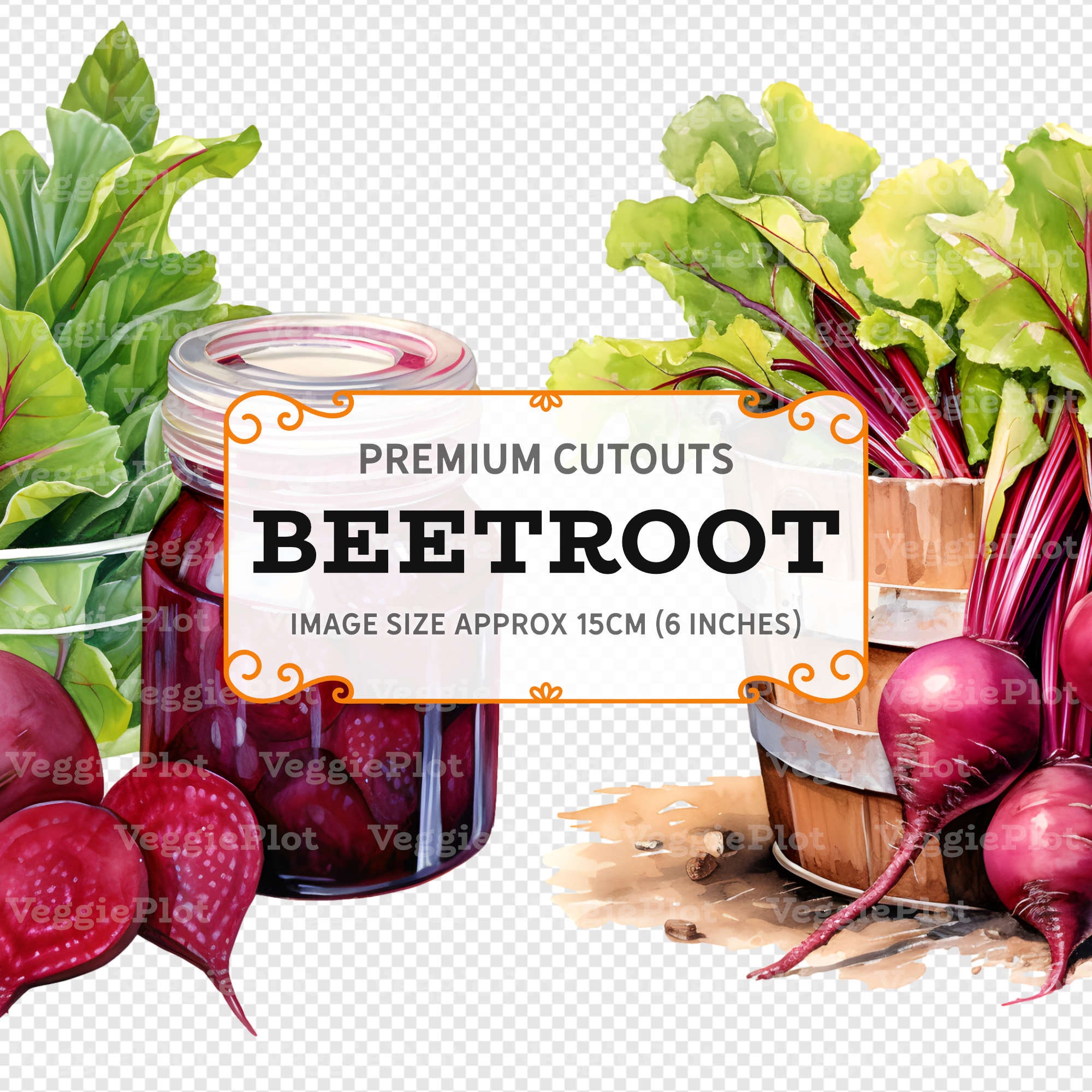 Vitroot Poster Watercolor Beetroot Clipart: Colorful PNG Graphics (digital Download ...