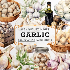 Garlic Clipart - Pack 2 - Watercolour style, colourful, 300dpi PNG graphics, transparent background, instant download, commercial use.