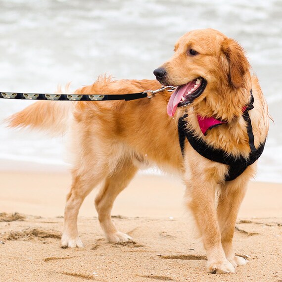 face leash for dogs