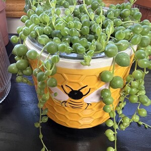 String of Pearls Cutting