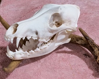 Real Coyote Skull Open Mouth on Deer Antler Unique Gift