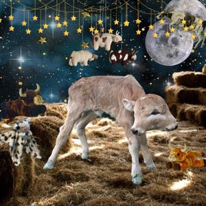 May include: A light brown calf stands in a barn setting, surrounded by various cow-themed decorations. Hanging above are star-shaped lights and crocheted cow ornaments. A full moon and starry night sky complete the scene.