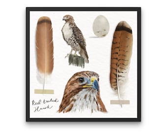 Red-Tailed Hawk Giclee Print: Watercolor Bird Study, Nature Wall Art