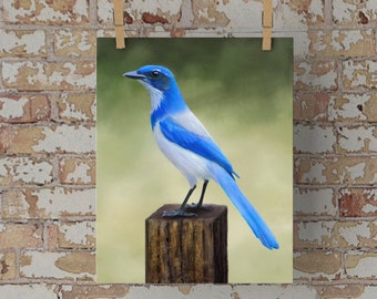 Scrub Jay Art Print, Blue Jay Wall Art, Jay Bird, Wildlife Art, Nature Drawing, Bird Illustration, Bird Art 9x12