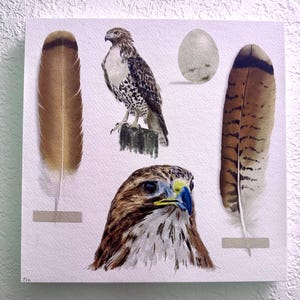 Red Tailed Hawk Study mounted on wood board