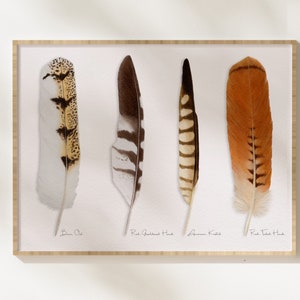 Bird of Prey Feather Art Print, Feather Print Red Tailed Hawk, Avian Rustic Decor, Kestrel Feather, Barn Owl Feather