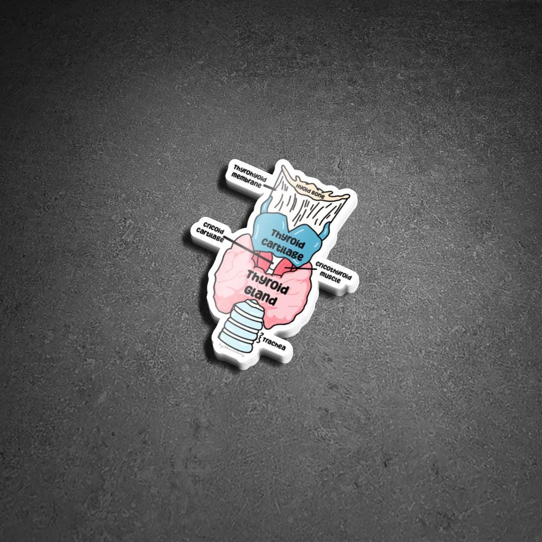 Thyroid Sticker Rwalistic Thyroid Anatomy Sticker - Etsy
