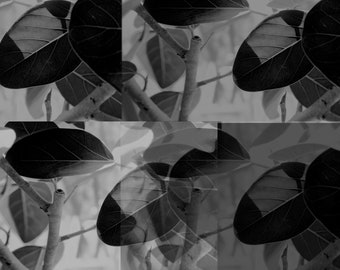 Plants in black & white (collage)