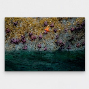 Starfish Fine Art Print Landscape Framed Wall Art Photography Kenai Fjords National Park Nature Wildlife Photo Living Room Wall Decor