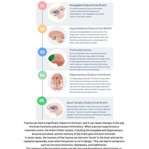 May include: Diagram showing how trauma is processed in the brain. The diagram shows five different parts of the brain, including the amygdala, hypothalamus, prefrontal cortex, hippocampus, and basal ganglia. Each part of the brain is labeled with a number and a brief description of its function.