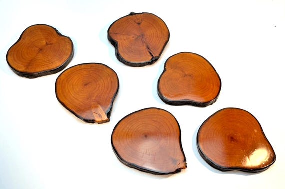 6 Real Wood Tree Coasters with Bark Live Wood Glossy Finish Vintage Handmade